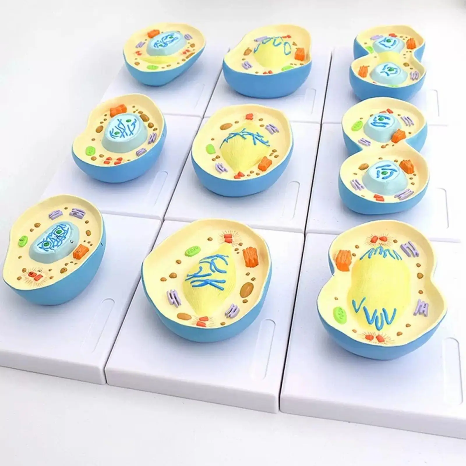 PVC 9 Parts Nucleus Mitosis Chromosome Model Medical Teaching Models