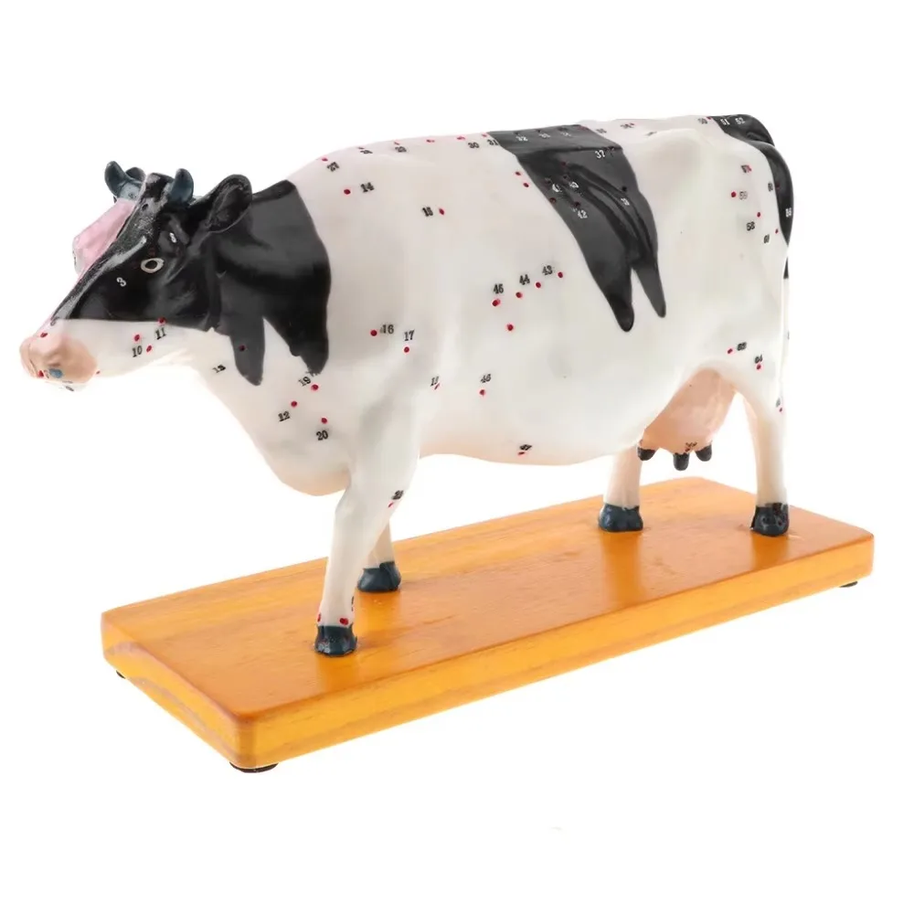 

Animal Acupuncture Point Model Animal Anatomy Model Dog Cat Pig Cattle Horse Body Anatomy Veterinary Teaching Model
