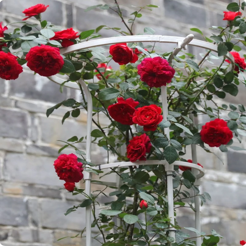 

Садовая опора-шпалера в форме зонта для вьющихся роз и клематисов, железная подставка для балкона и сада, уличная рама для вьющихся растений