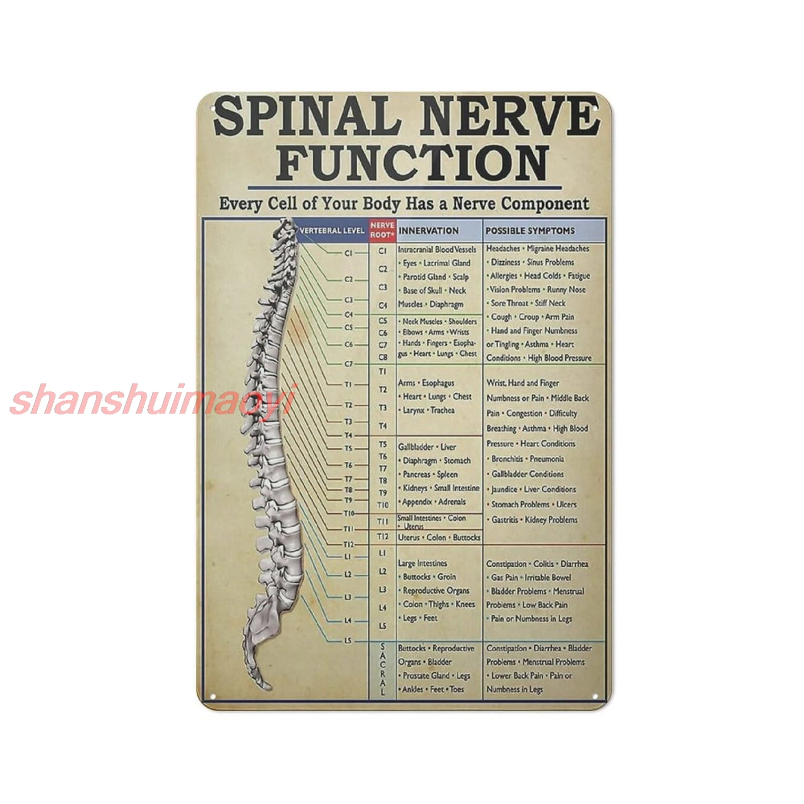 Knowledge Spinal Nerve Function Metal Tin Sign Vintage Spinal Nerve Function Chart Root Chart Chiropractic Retro Poster  SHANSUI