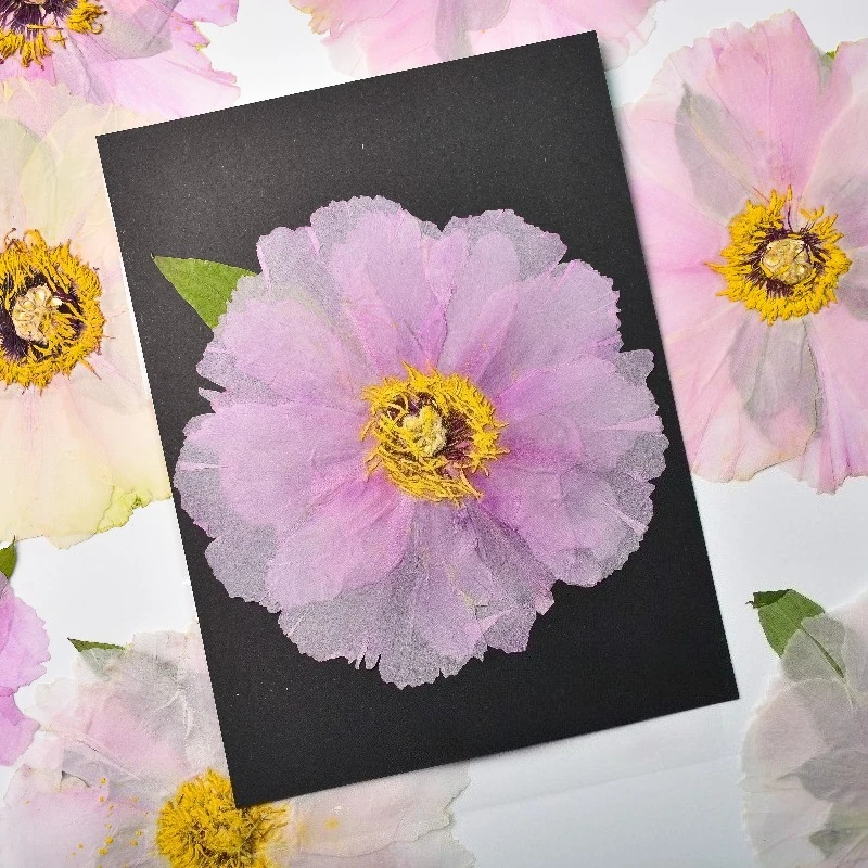 1pcs,Nature Big Size Peony Rea - Art Craft 2 Year Olds review and price