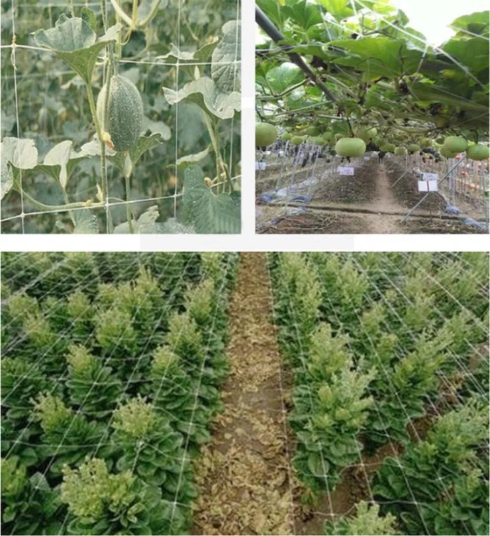 Kletternetz für Gartenbaupflanzen, gewebtes Netz aus Polyester, geeignet für andere Kletterpflanzen wie Tomaten, Bohnen, Trauben usw – Detail 6