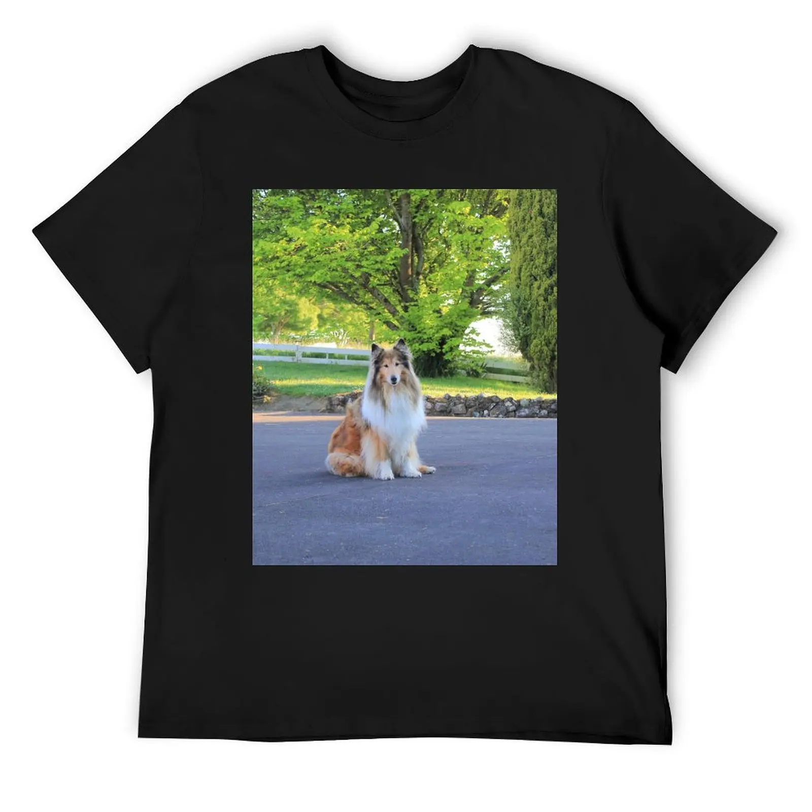 Sitting Rough Collie T-Shirt graphic tee shirt basketball graphic tees funny t shirts for men