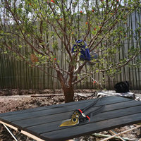 Fruit Tree Pruning Shears Bonsai Professional Shears Garden Nursery Alloy Material Effortless Cutting High Hardness SK5 Steel
