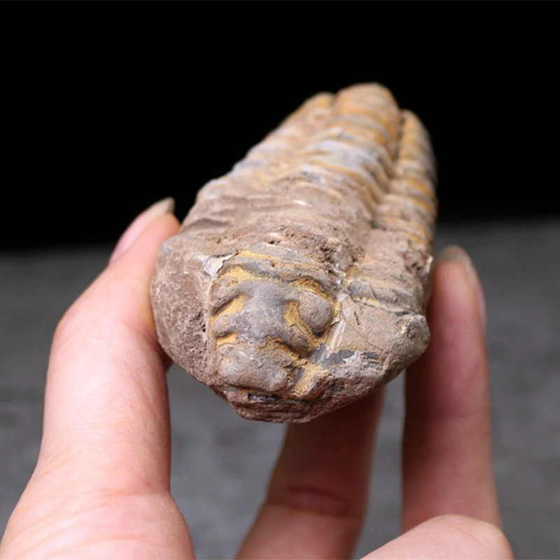 Imitation Fossil Stereoscopic Trilobite Stone Men Gift Desk Decorations Ornaments for Home Funny Gifts Sculptures & Figurines