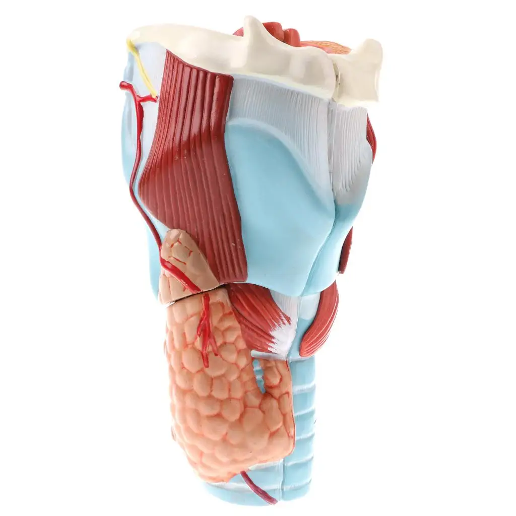 

Magnification 2X Human Pharynx Larynx Removable 5 Parts, Supplies, Students Aids