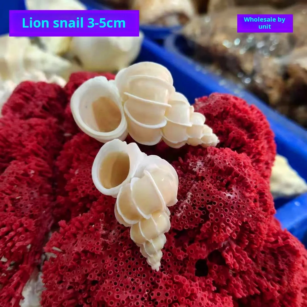 Epitonium scalare,Qishi Snail Conch Shell, 3-5 cm, specimen, hermit, crab Replacement Shell