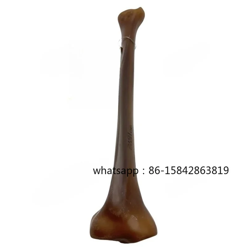 Biomechanical Simulation of Tibia Model 9mm Marrow Cavity Total Length 37.5cm Teaching and Research