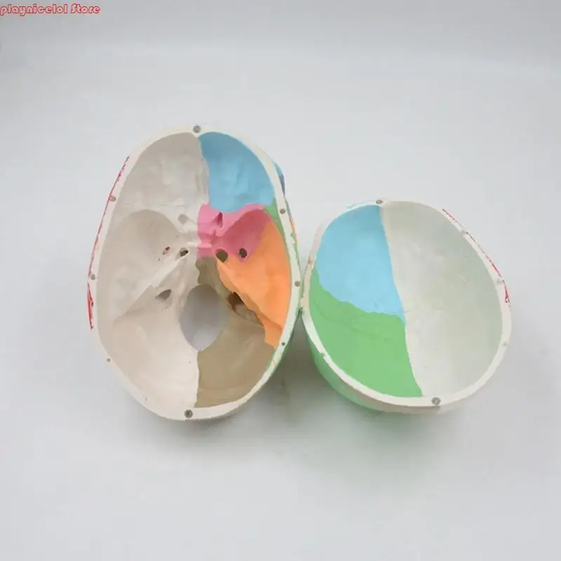 E8BA Medical Skull Model Model Doction Office Ananatomy Classroom Aid Aid