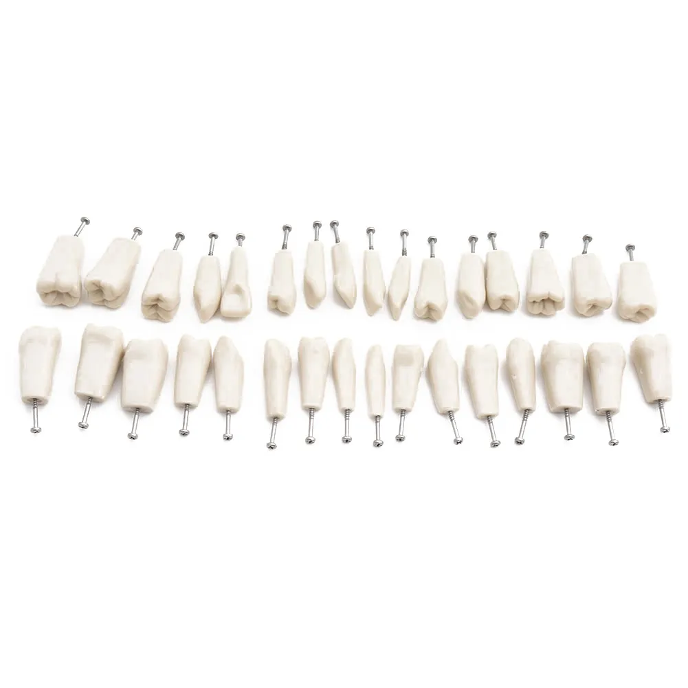 Dental Model Teeth Model ADC Type Dental Teaching Model Demonstration Tooth Model Removable 32 pcs Teeth Available