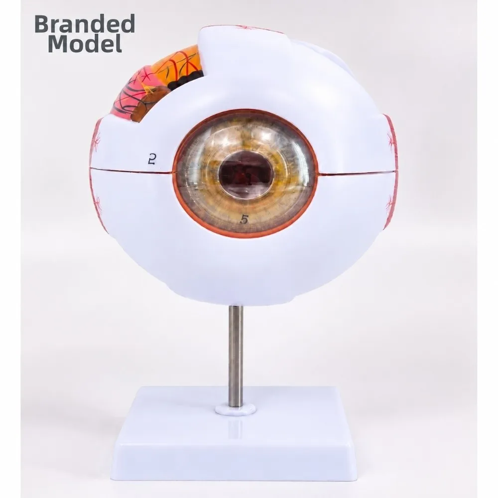 6X 6 Times Magnification Human Eye Model Solid Detachable Parts 6X Enlarged Eye Model White & Transparent Handheld Size