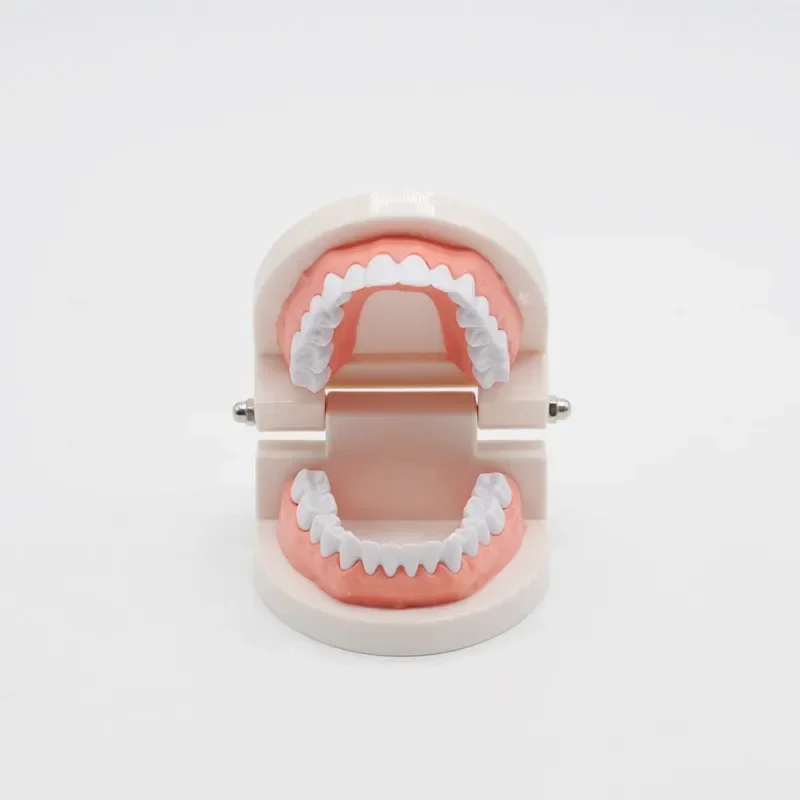 1set Standard Adult 28 Teeth Denture Gums Model Medical Teaching Tool Dental Small Oral Dental Health Care Equipment Model