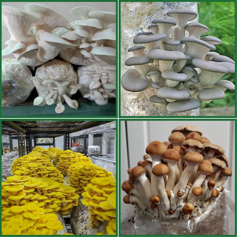 Saco de Spawn de cogumelo de 25 pacotes 8X5x20 polegadas com respirável para substratos rasgo forte