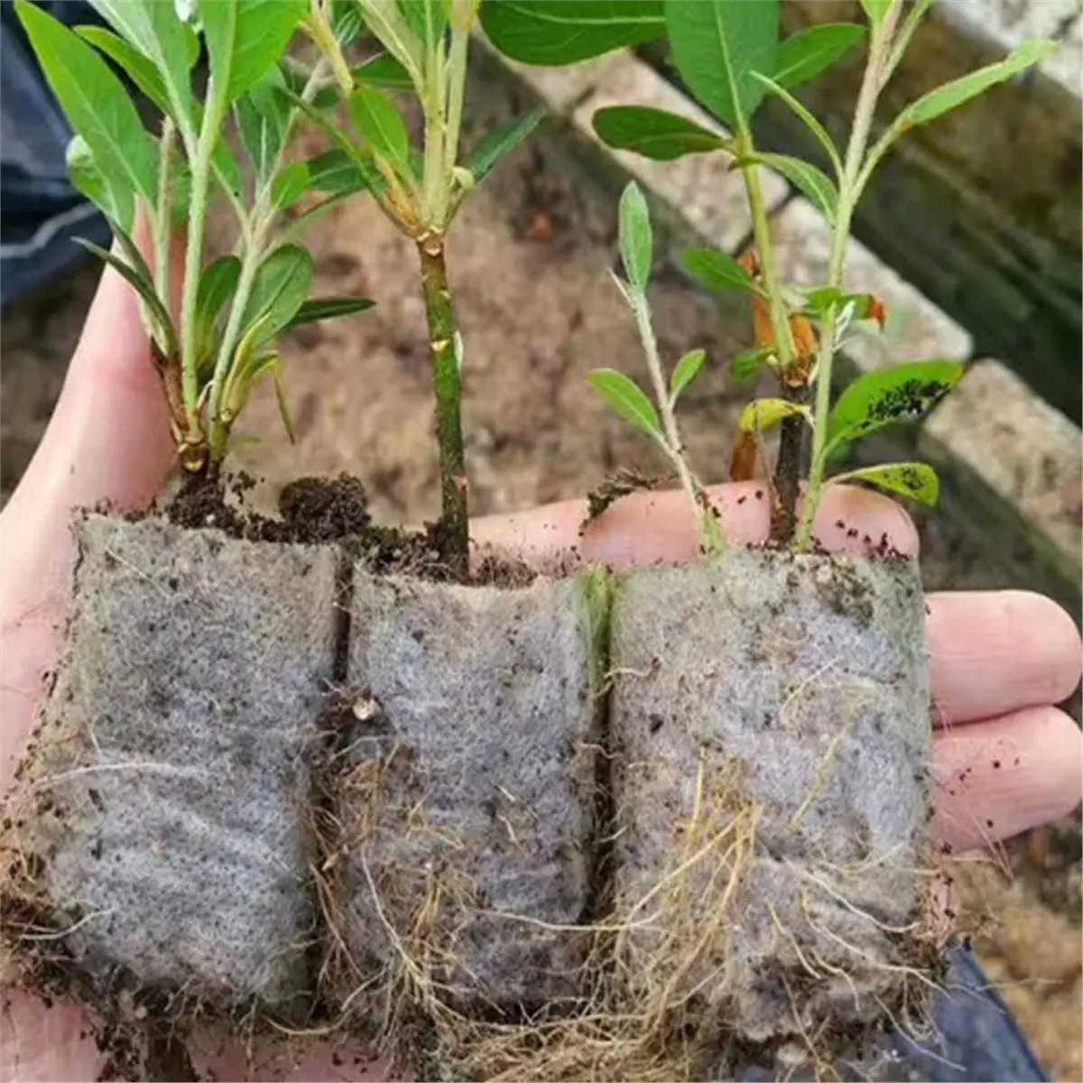 100 PCS Seed Nursery Bags, Biodegradable Plant Grow Bags Seedling Bags for Vegetable Flower Fruit Saplings Tree