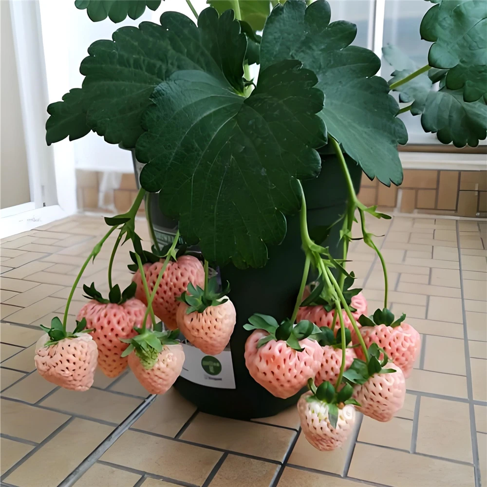 Strawberry Planting Experiment Potted Fruit Fragrant Flowers Plants Portable Tool for Observation of Plant Growth Potted Fruits