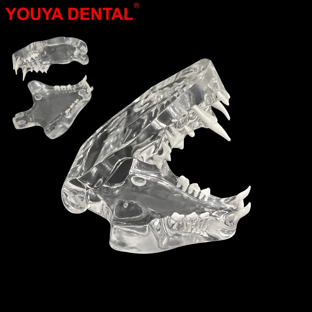 Dental Cat Teeth Model Transparent Dentistry Resin Animal Pet Cat Oral Jaw Model For Teaching Education Demo Veterinary Studying