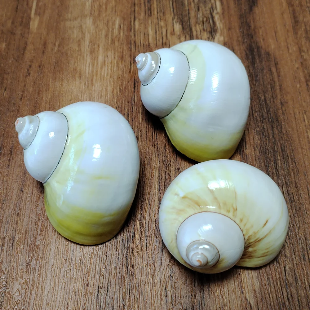 5PCS Green Turbo with Two Pearl Bands, Real Hermit Crab Sea Shells Jade Green Banded Turbo Shell Hermit Crab House for Décor