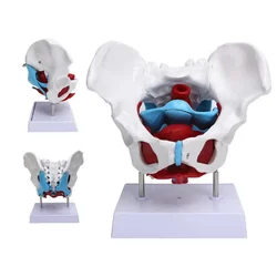 Female Pelvis Muscle Female Reproductive System Pelvic Bone Detachable Pelvis Model Sacrum Hip Bone Human Skeleton Anatomy Model