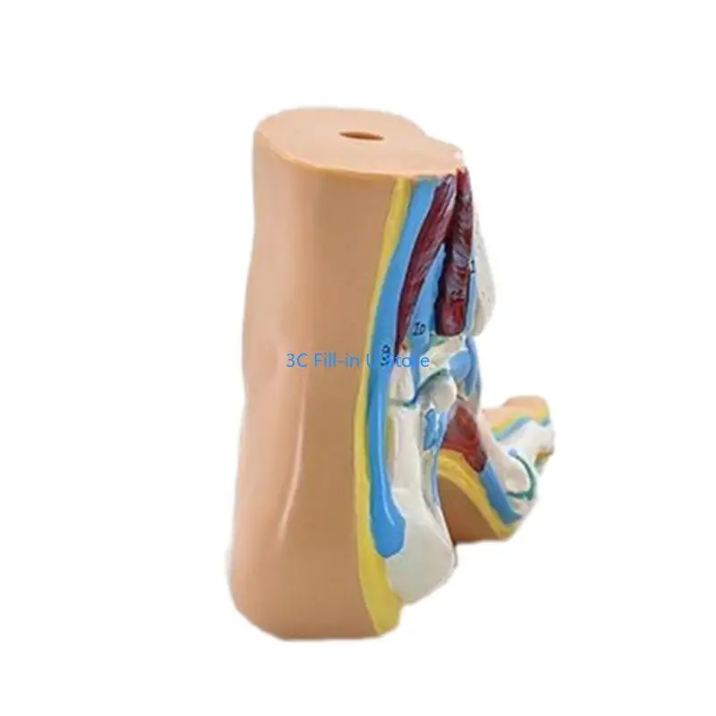 G8TA Foot Anatomical Model, Including Bones, Muscles, Ligaments, Human Foot Anatomy Model Teaching Prop with Digital Signs