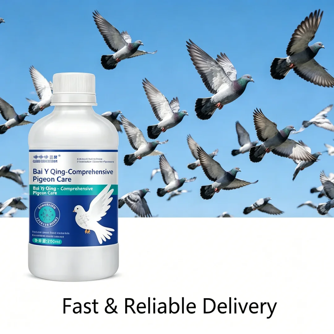 Pigeon racing pigeon respiratory snoring nose coughing open mouth breathing panting air tears coughing throat swelling
