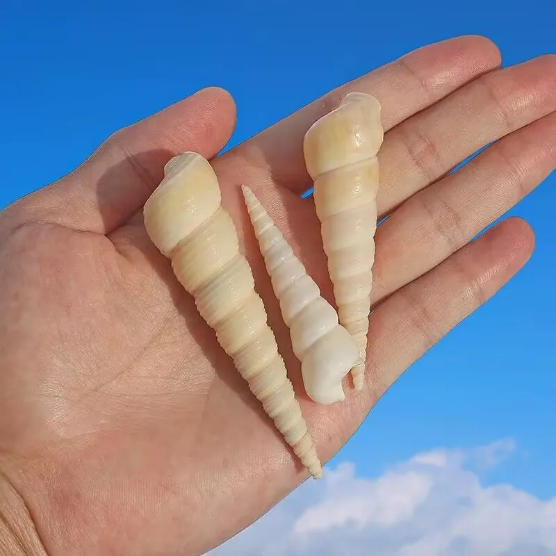 Natural Conch Shell Nail Cone Snail Small White Bud Snail Fish Tank Aquarium Landscaping DYI Handmade Wind Chimes Shooting Props