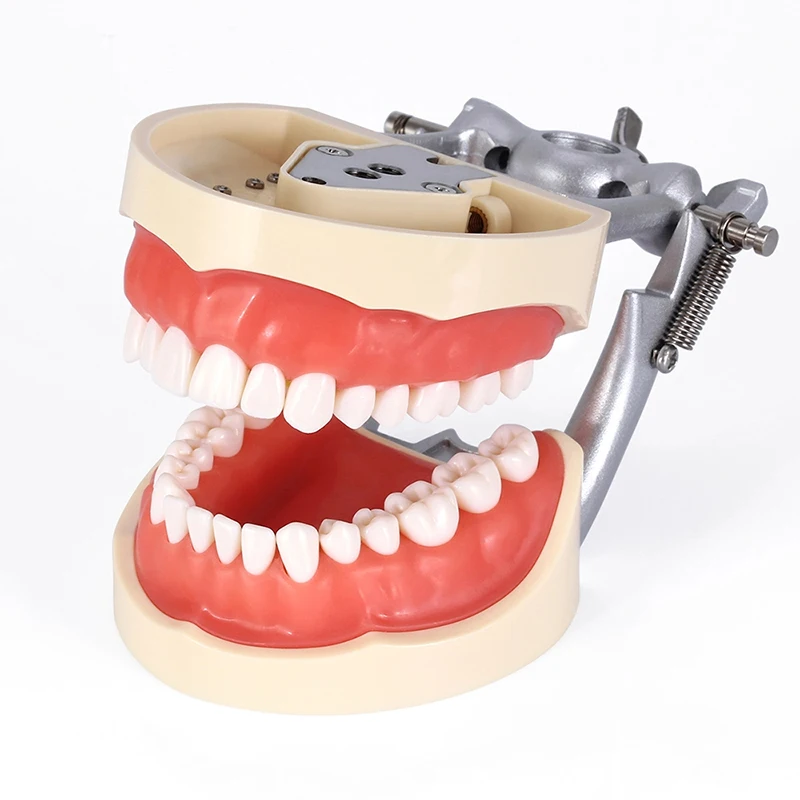 Dental Teaching Teeth Model with 32 Removable Teeth Soft Gum Model Used For dental practice teaching