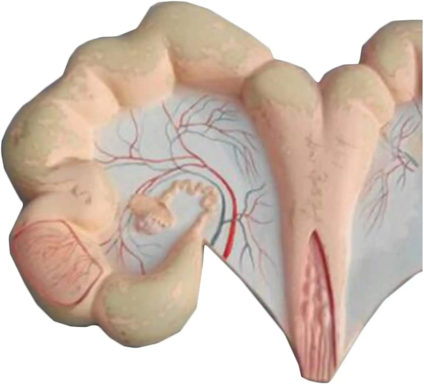 Pig Uterus Anatomy Model Veterinary Medical Science Teaching Research Aid