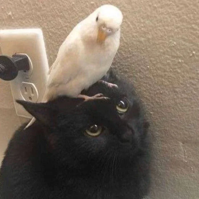 

10H керамическое автомобильное покрытие, уход за краской, нано-гидрофобный верх, быстрое покрытие, полимерная защита деталей, жидкий воск, уход за автомобилем HGKJ S6