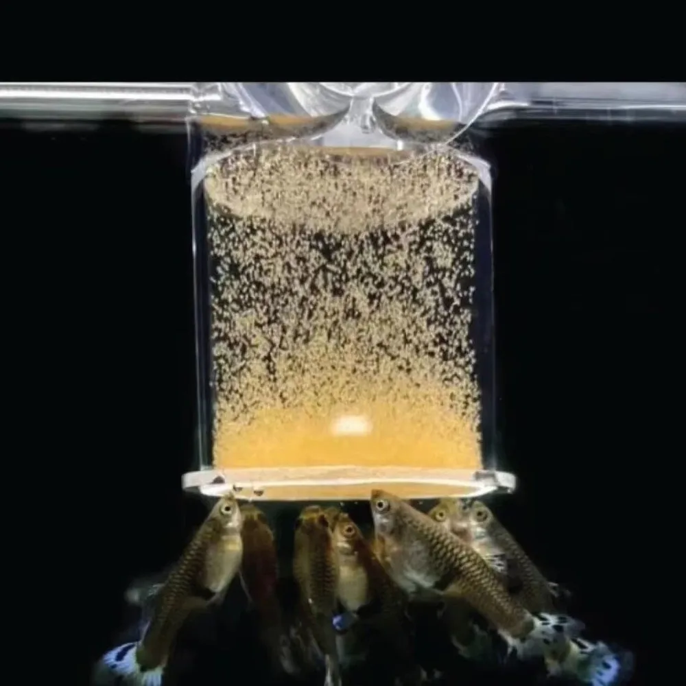 Alimentador de camarones de salmuera acrílica, taza de alimentación transparente de punto fijo para pecera con ventosa, anillo flotante duradero