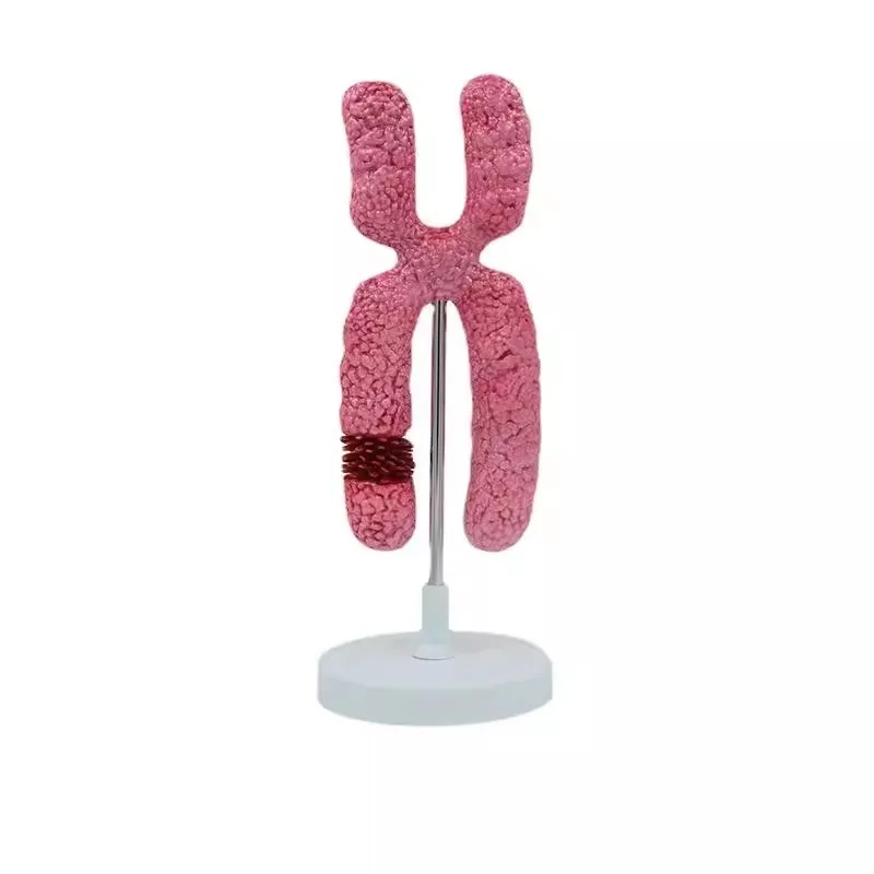 

School Teaching PVC X Chromosome Model Biology Models
