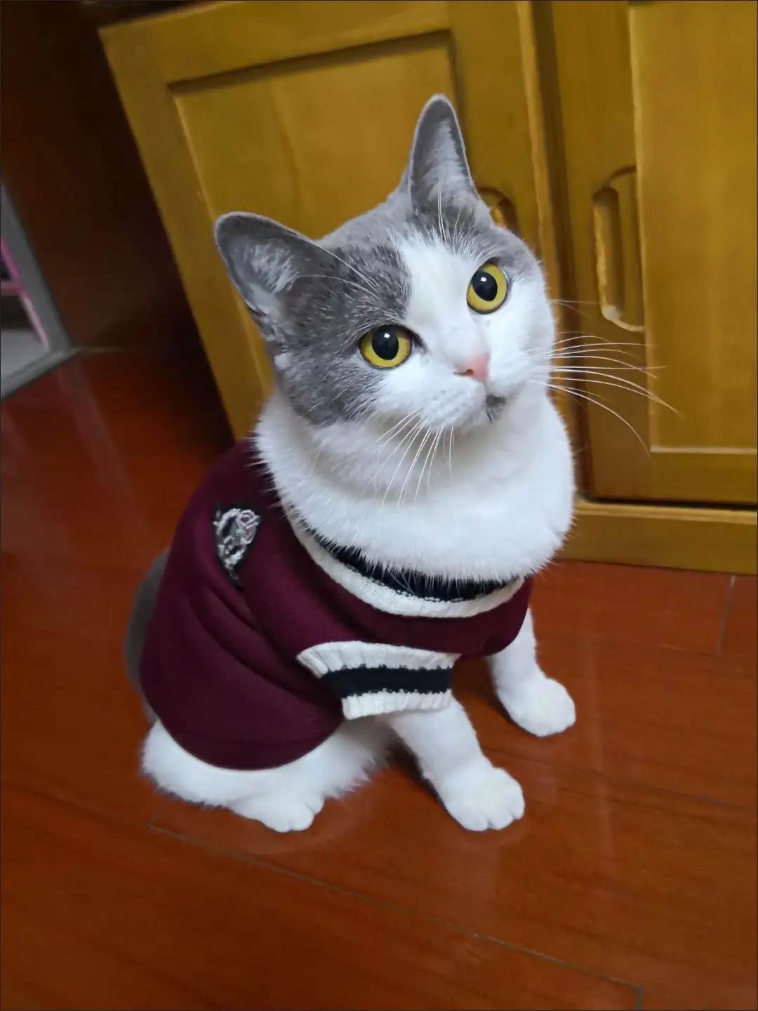 College Style Cat autunno vestiti maglione per cani di piccola taglia gatti Sphynx gilet Pullover gattino Yorkies abiti Pug Pet Costume