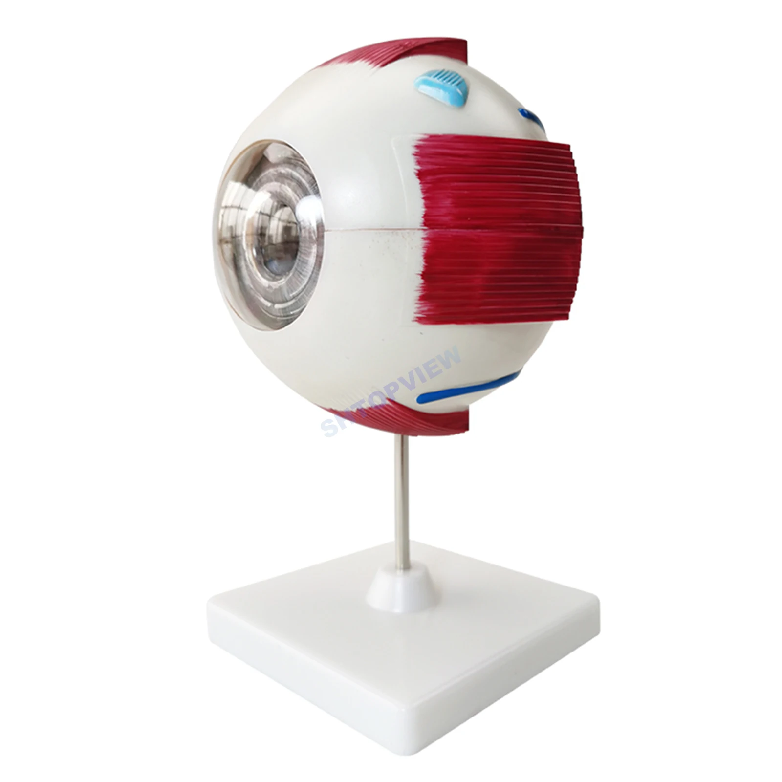 

LTB-M1 Anatomical Eyeball Model Ophthalmology Human Eye Enlargement Optics Instruments