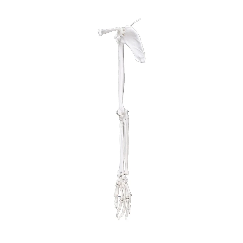 A3PC Realistic Human Shoulder Scapula Clavicle Structure Teaching Tool PVC Texture
