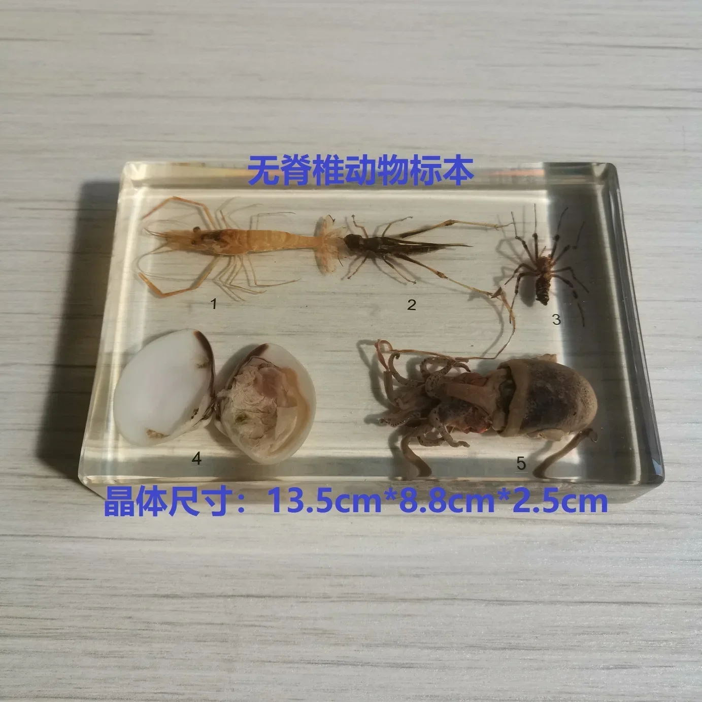 Entomology Teaching Aids Resin Handicraft 6pcs Locust Growth and Development Specimens Insect Growth History Specimen Biological