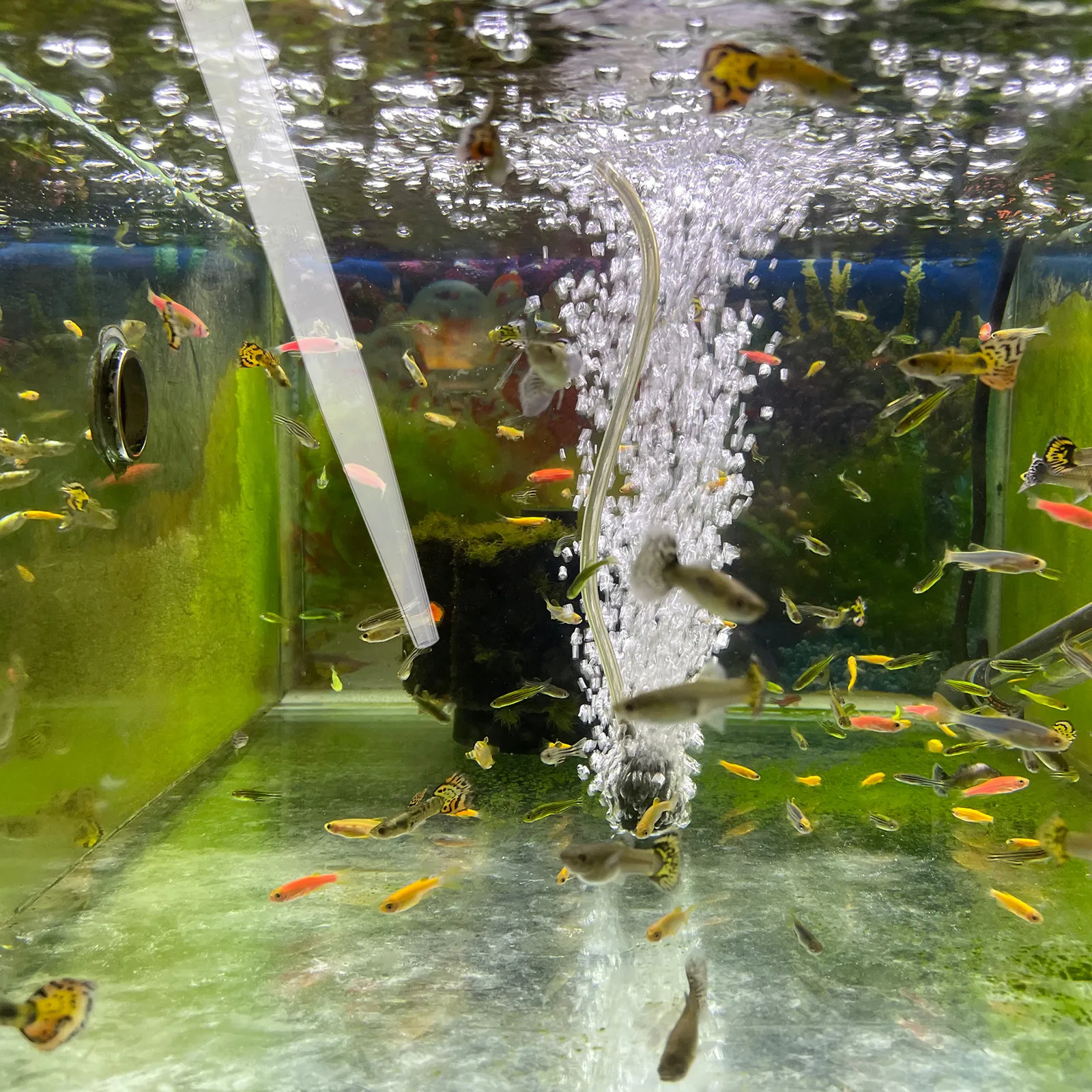 

Aquarium Pipette Manual Cleaner Durable Practical Fish Tank Waste Remover Extender Aquarium Cleaning Tool Fish Tank Pipette