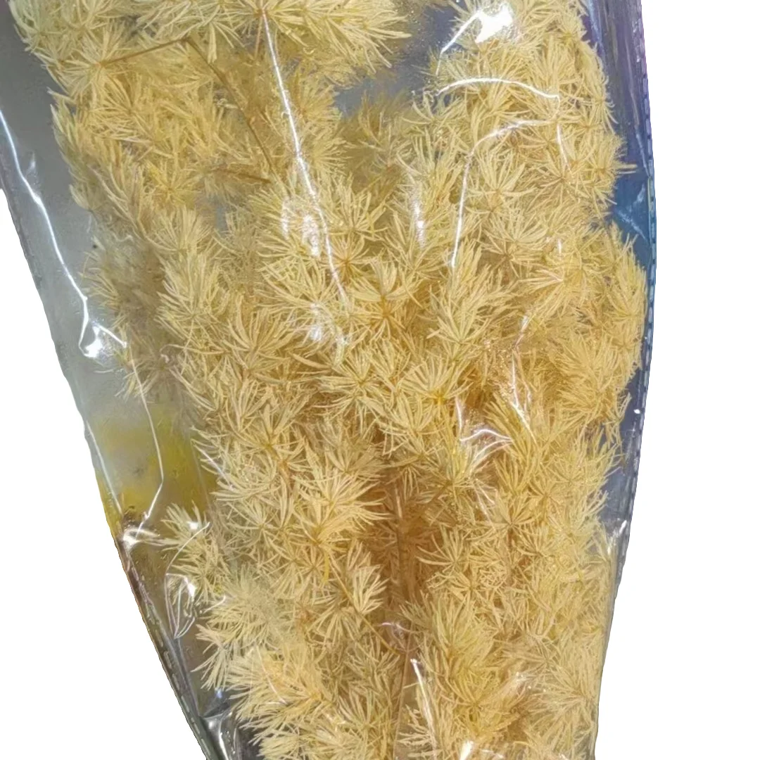 Natural dry Penglai pine flowers, eternal plants, home decoration, wedding bouquet, plant bouquet, preserved flowers, 100g