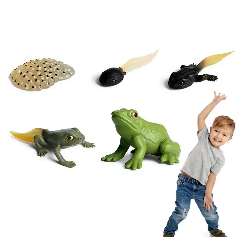 Frog Life Cycle Figurine Animal Life Cycle Biological Model Figure Frog Life Stages Figures Model for Learning and Educational