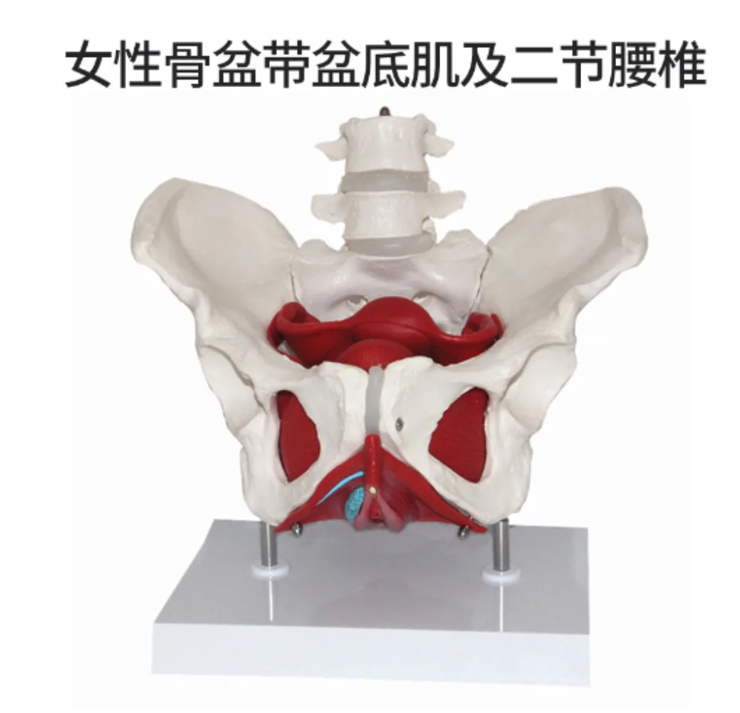 Detachable Pelvis Model Sacrum Hip Bone Female Pelvis Muscle Female Reproductive System Pelvic Bone Human Skeleton Anatomy Model