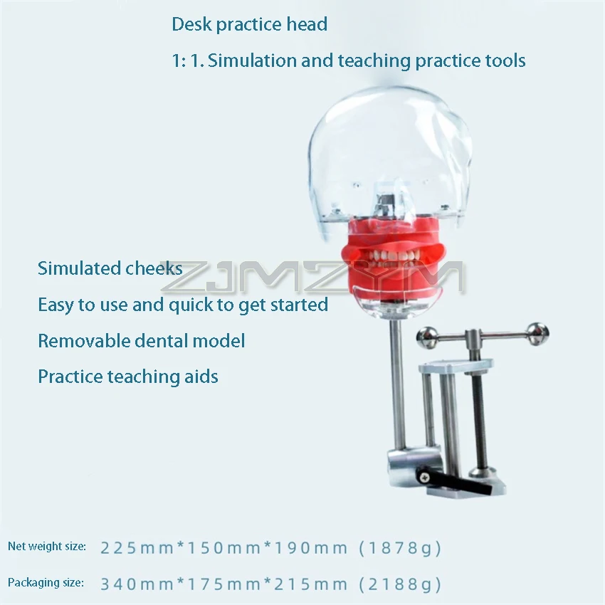 Dental Simulation Oral Head Mold Resin Tooth Detachable Head Mold Preparation Tooth Head Mold Teaching Model