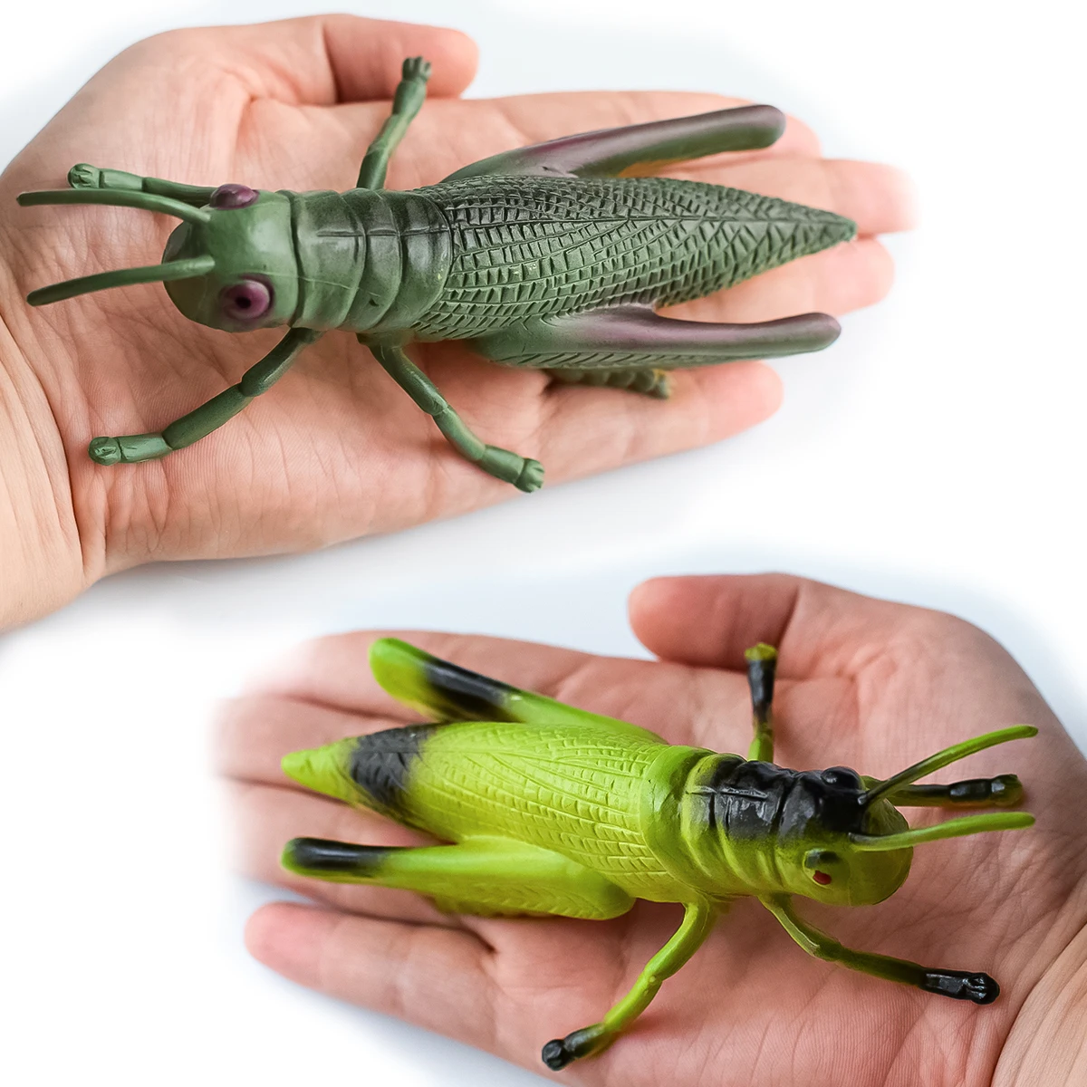 2 Types of Simulated Insect Models | Locusts | Garden Decoration Ornaments | Desktop Decorations | Teaching Aids | Children's Understanding of Insects | Early Education at Home | Birthday Anniversary Party Holiday Gifts | Halloween, Christmas, Hanukkah, Easter, Day of the Dead, Winter Gifts | Festive Atmosphere Decorations