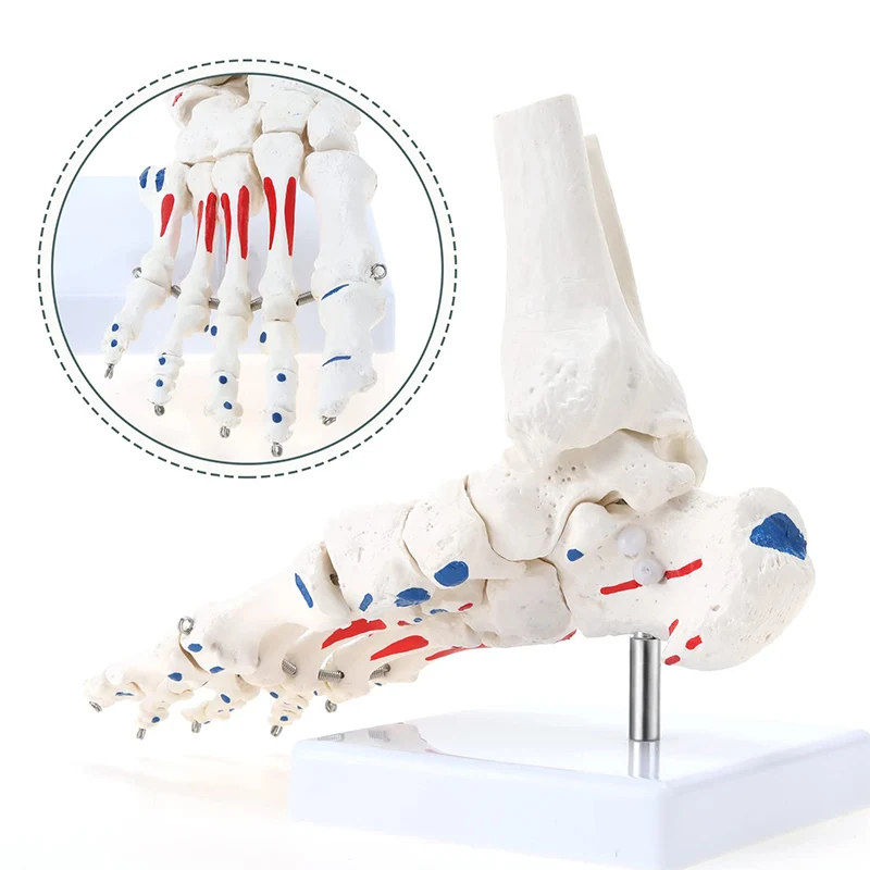 Life Size Flexible Foot Skeleton with Ankle Joint Model Medical Anatomy Foot Skeleton Model Muscle Origins and insertions