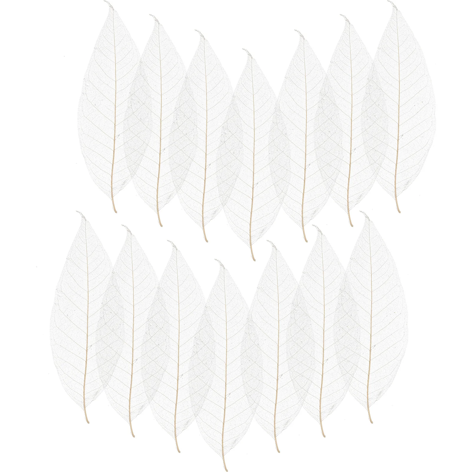 

100Pcs Magnolia Leaves Dried Specimen DIY Materials Scrapbook Greeting Cards Craft Decoration