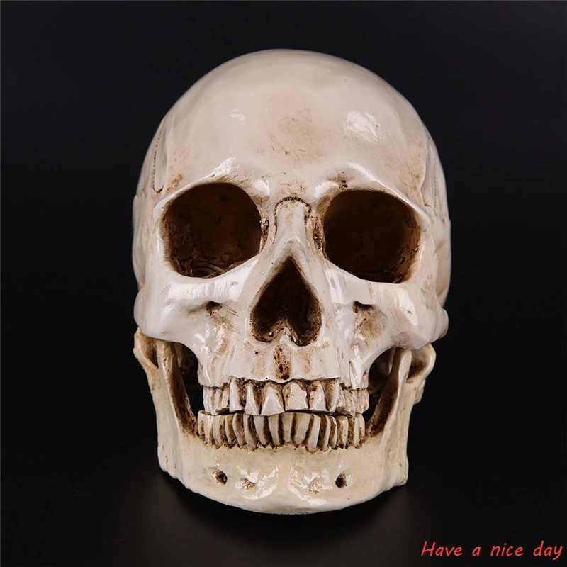 Human Head Resin Replica Medical Model High Quality Decorative Craft Skull Lifesize 1:1 Halloween Home Decoration