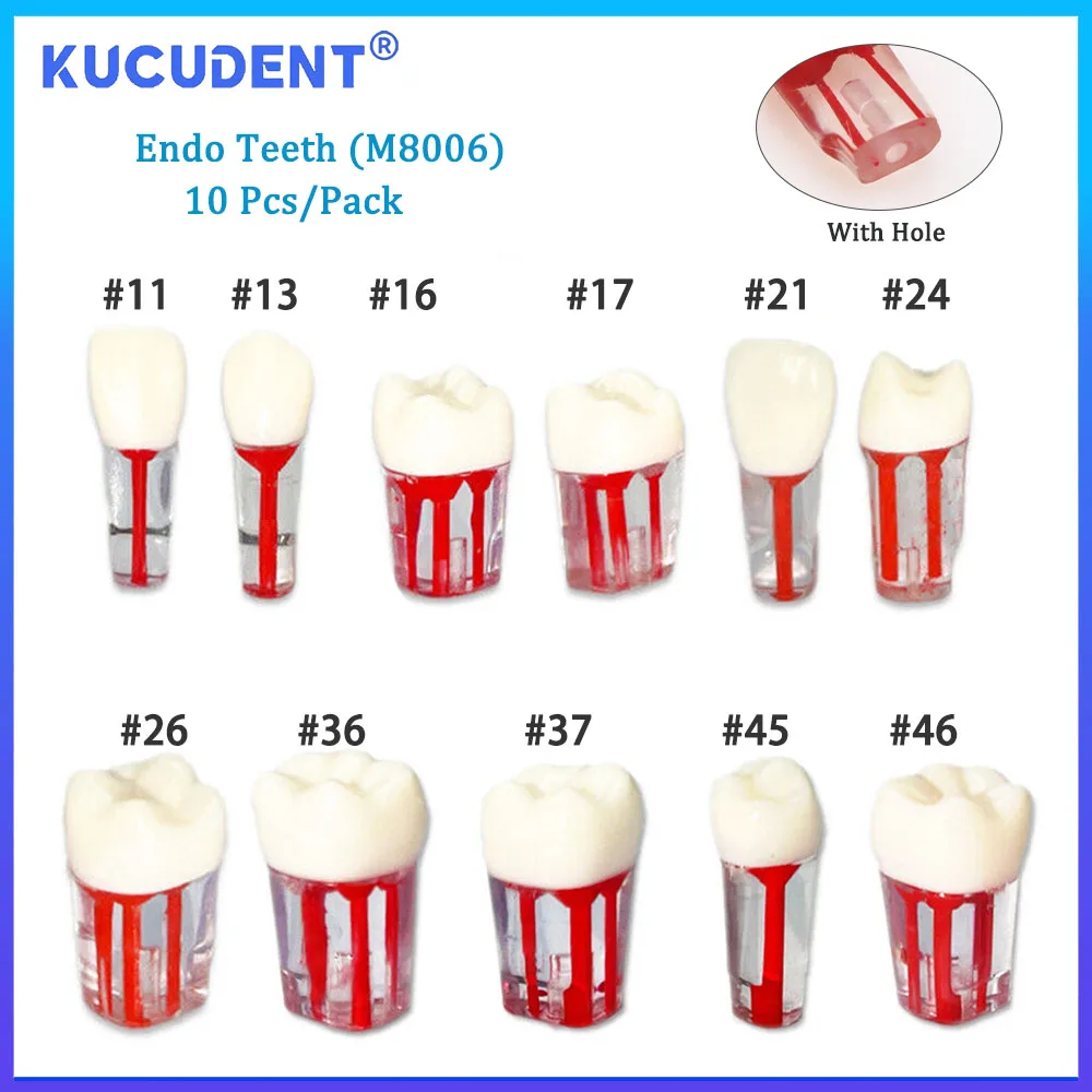 Kucurent 10 buah Endo gigi Model gigi, saluran akar endodontik blok latihan RCT Pulp rongga Resin studi pelatihan kedokteran gigi M8006