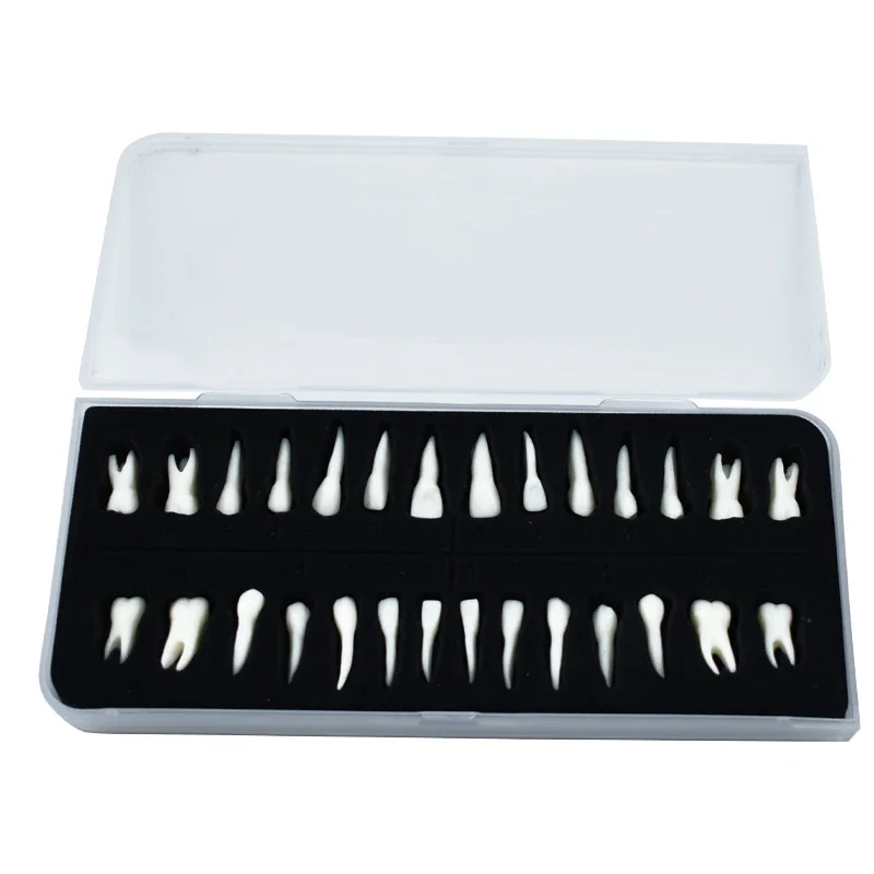 28Pcs Dental Demonstration Permanent Teeth Model 1:1 Full Set for Implant Practice Teaching and Study