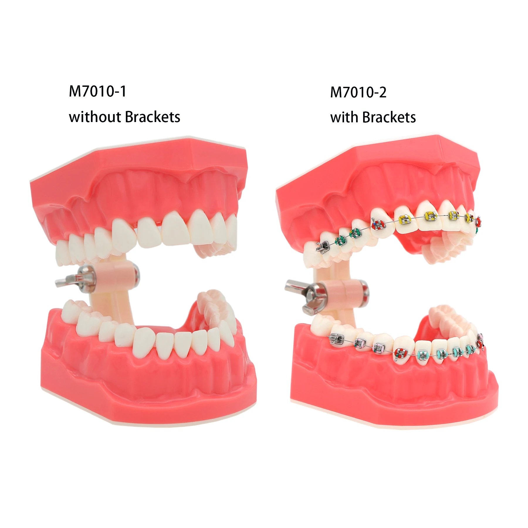 

Dental Typodont Orthodontic Teeth Model with Metal Braces Standard Size For Dentistry Teaching Studying