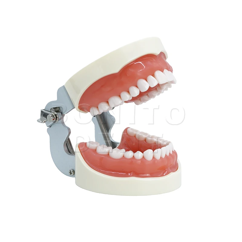 modele-de-dents-standard-dentaire-modele-d'extraction-de-32-dents-dents-en-resine-1-1-tournevis-detachable-en-gencives-souples-enseignement-en-dentisterie