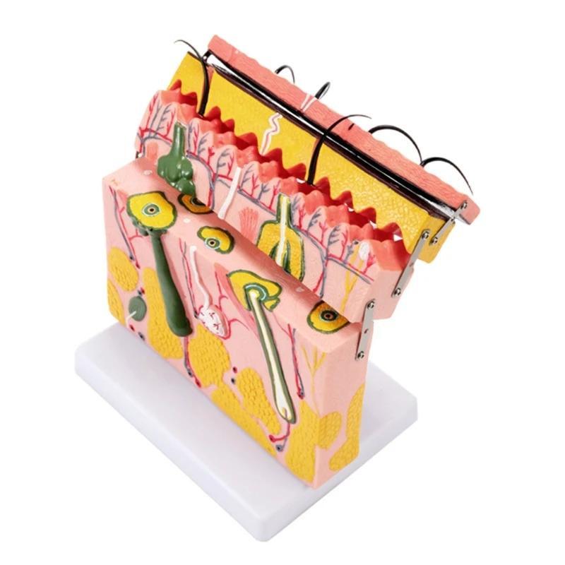 70X vergroot huidanatomisch model Huidmodel met haar voor lesweergave