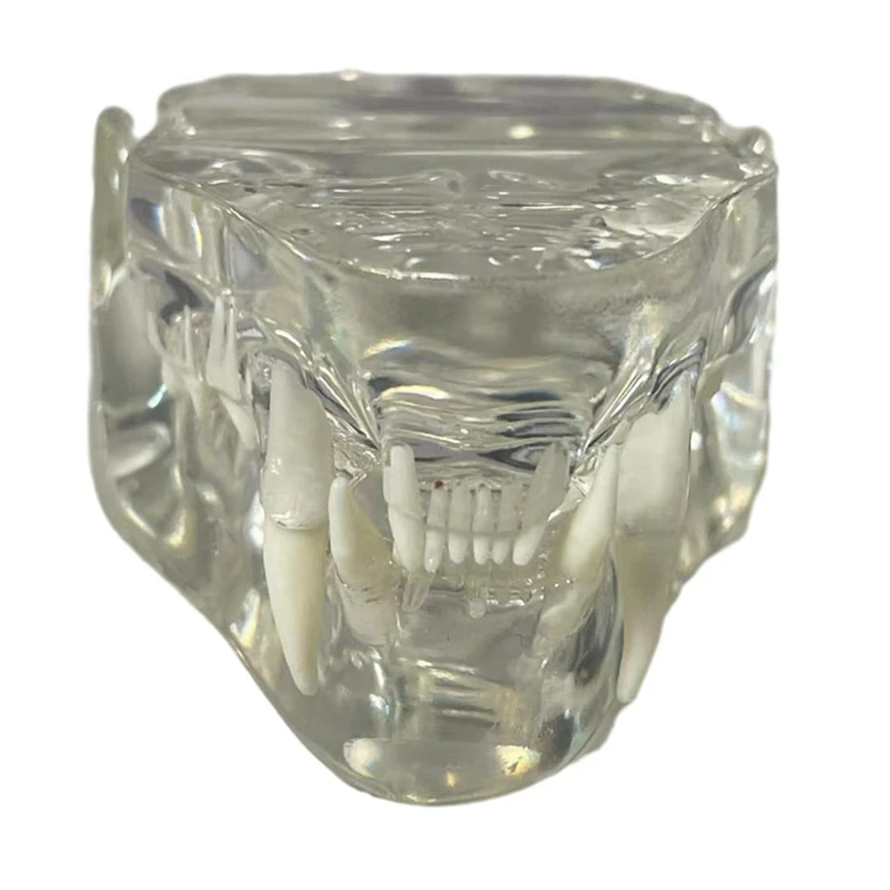 A75K Transparent Teeth Anatomical Model Dental Animals Oral Tooth Jaw for Veterinary Educational Tool (Cat)
