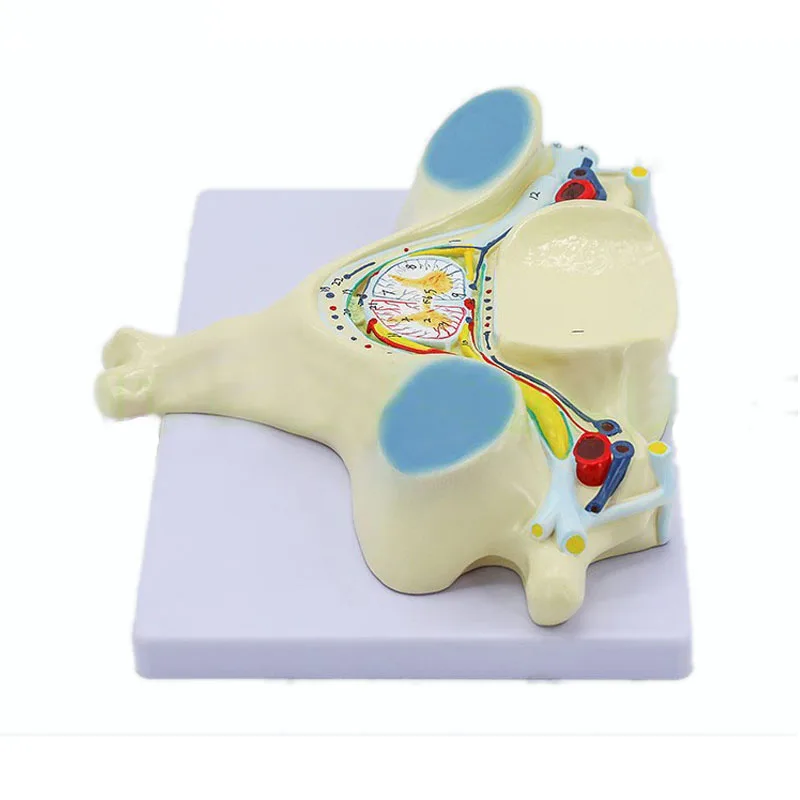 The Fifth Cervical Vertebra Human Spinal Cord Model Medical Education Science Teaching Resources